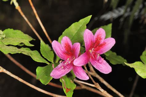 杜鵑花|杜鵑花屬